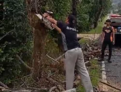 Pengendara Motor Tertimpa Pohon saat Melintas Jalan Raya Peltim