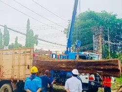 Kolaborasi dengan Pemkot Pangkalpinang, PLN Pangkas Pohon di Jalan