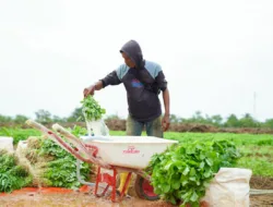 Farm Estate Tanjung Ular PT Timah, Manfaatkan Lahan Dukung Asta Cita