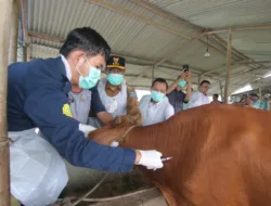 Cegah Penyebaran PMK Hewan Ruminasia, Sapi Ternak Disuntik Vaksin