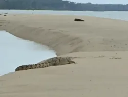 Takut Memakan Korban Jiwa, Nelayan Mentok Berencana Gotong Royong Tangkap Buaya Liar di Kuala Cine