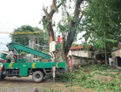 DLH Pangkalpinang Kembali  Lakukan Penebangan Pohon, Canangkan Perawatan Pohon Rutin 