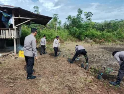 Manfaatkan Lahan Tidur, Polsek Mendo Barat Tanam Ubi Thailand dan Buah Unggul