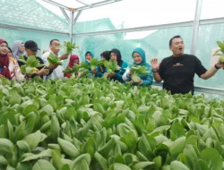 Panen Sayur di KWT Pandan Sari, Pj Wali Kota Sumringah Lihat Hasil Panen