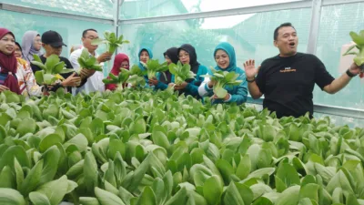 Panen Sayur di KWT Pandan Sari, Pj Wali Kota Sumringah Lihat Hasil Panen