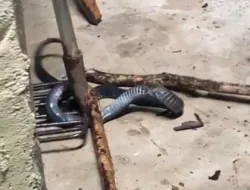 Puluhan Rumah Warga di Belo Laut Dilanda Banjir Rob, Petugas Evakuasi Ular 