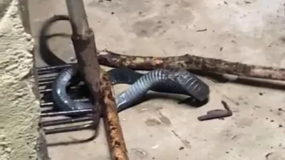 Puluhan Rumah Warga di Belo Laut Dilanda Banjir Rob, Petugas Evakuasi Ular 