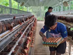 Dukung Program Ketahanan Pangan, Desa Air Belo Mentok Produksi Ratusan Telur Perhari