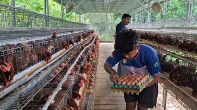 Dukung Program Ketahanan Pangan, Desa Air Belo Mentok Produksi Ratusan Telur Perhari