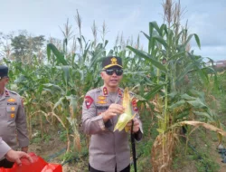 Program Ketahanan Pangan Berbuah Manis, Polda Babel Panen 10 Ton Jagung