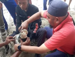 Buaya 2,7 Meter di Mempunai Takluk di Tangan Robot