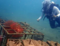 Jaga Ekositem Pesisir, PT Timah LikanTahun Terakhir Tenggelamkan Ribuan Artificial Reef 