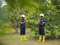 Reklamasi Berkelanjutan, Upaya PT Timah Jaga Ekosistem Pasca-tambang