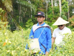 Didukung PT Timah, Gapoktan Sinar Baru Basel Andalkan Budidaya Cabai untuk Kesejahteran Petani