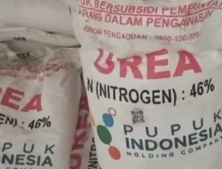 Pupuk Bersubsidi Bantu Petani Penuhi Ketahanan Pangan Indonesia