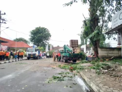 DLH Pangkalpinang Targetkan Penebangan Pohon Selesai Sebelum Ramadan, Soeharto : Kita Lakukan Tiap Hari