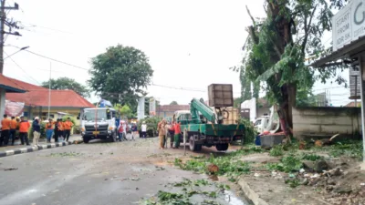 DLH Pangkalpinang Targetkan Penebangan Pohon Selesai Sebelum Ramadan, Soeharto : Kita Lakukan Tiap Hari