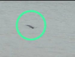 Terkam Bocah 7 Tahun di Pangkalbalam, Buaya Berukuran Jumbo Tertangkap Kamera Drone Bawa Tubuh Korban