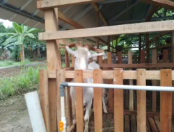 Lindungi Hewan Ternak dari PMK, Dispaper Pangkalpinang Suntik Vaksin 500 Hewan Ternak