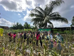 Panen Perdana di Kebun Ketahanan Pangan, Polsek Merawang Hasilkan Ratusan Kilo Jagung