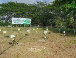 Kolaborasi Tingkatkan Ketahanan Energi, PT Timah Bersama PLN dan METI Tanam 1500 Pohon Angsana