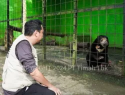 Tambang Timah Ilegal Merajalela, Ekosistem Satwa Endemik Terancam