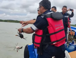 Jaga Kelestarian Kepiting dan Tingkatkan Ekonomi Nelayan, PT Timah Tbk Tebar 300 Bibit Kepiting Bakau di Pantai Kundur