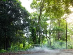 Konservasi Hutan Kehati, Langkah Nyata PT Timah Menuju Keberlanjutan