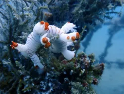 Reklamasi Laut, PT Timah Konsisten Tenggelamkan Artificial Reef
