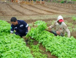 Ini Cara PT Timah Dukung Program Ketahanan Pangan 