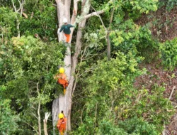 PLN Babel Bersama Warga Bersihkan Pohon Kritis, Jaga Keandalan Transmisi 150kV