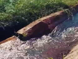 Irigasi Jebol Sudah Sebulan Belum Diperbaiki, Petani Menjerit Masa Panen Sawah di Desa Rias Terancam Gagal