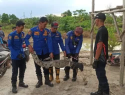 Sedang Menambang Timah di Kolong, Warga Pemali Tangkap Buaya Berukuran 1 Meter