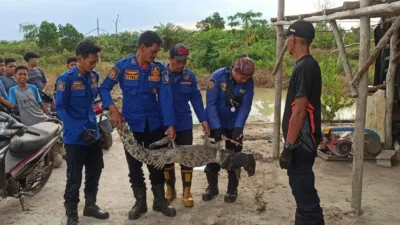 Sedang Menambang Timah di Kolong, Warga Pemali Tangkap Buaya Berukuran 1 Meter