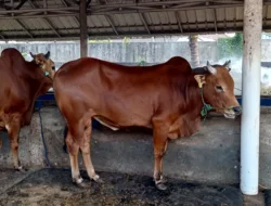 Jelang Lebaran Idul Adha, Owner Kandang Qurban Akui Rasakan Gejolak Penjualan Tahun Ini