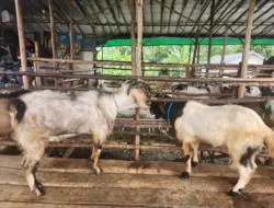 Penjualan Hewan Kurban di Sungailiat Mulai Ramai Pembeli, Pedagang Kambing Ambil dari Luar Daerah