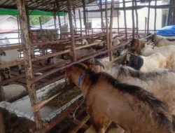 Pedagang Sebut Tak ada Kenaikan Harga Hewan Kurban, Kambing Ditawarkan Mulai Rp 2,5 Juta