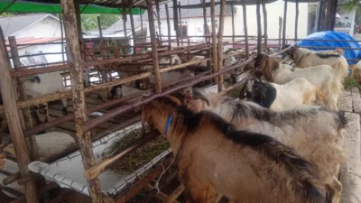 Pedagang Sebut Tak ada Kenaikan Harga Hewan Kurban, Kambing Ditawarkan Mulai Rp 2,5 Juta