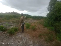 Lumbung Padi Basel Diduga Dialihfungsikan Jadi Perkebunan Sawit, Warga Minta Presiden Turun Tangan