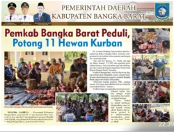 Pemkab Bangka Barat Peduli, Potong 11 Hewan Kurban
