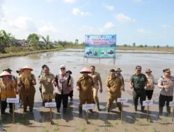Tanam Padi di Desa Serdang, Gubernur Babel, Hidayat Akan Cari Investor untuk Para Petani
