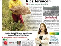 Lumbung Beras Andalan Babel Terancam, DAS Sawah Rias Dirambah Tanaman Sawit