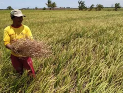 Tahun 2025, Pemkab Basel Targetkan Produksi Gabah Kering Panen Sebanyak 32.670 Ton