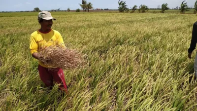 Tahun 2025, Pemkab Basel Targetkan Produksi Gabah Kering Panen Sebanyak 32.670 Ton