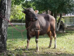 Iduladha 1446 Hijriah, PT Timah Bakal Sebarkan Ratusan Hewan Kurban