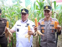 Dukung Program Ketahanan Pangan, Polda . Panen Raya Jagung Hibrida 11 Ton Lebih