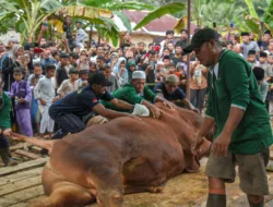 Bukan Sekadar Kurban, Begini Serunya Lebaran Iduladha Ala Bangka Belitung