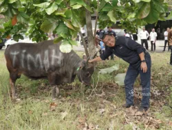 Iduladha, PT Timah Tebar 265 Hewan Kurban di Empat Provinsi