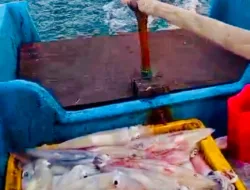 Program Electrifying Marine TJSL PLN Dongkrak Produktivitas Hasil Tangkapan Nelayan Suak Gual, dengan Biaya Lebih Efisien