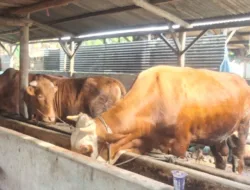 Masih Datangkan Sapi Kurban dari Luar Babel, Pedagang Sebut Tahun Ini Pembelian Hewan Kurban Menurun